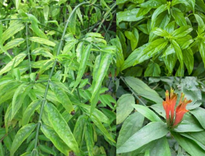 Cây thuốc bìm bịp