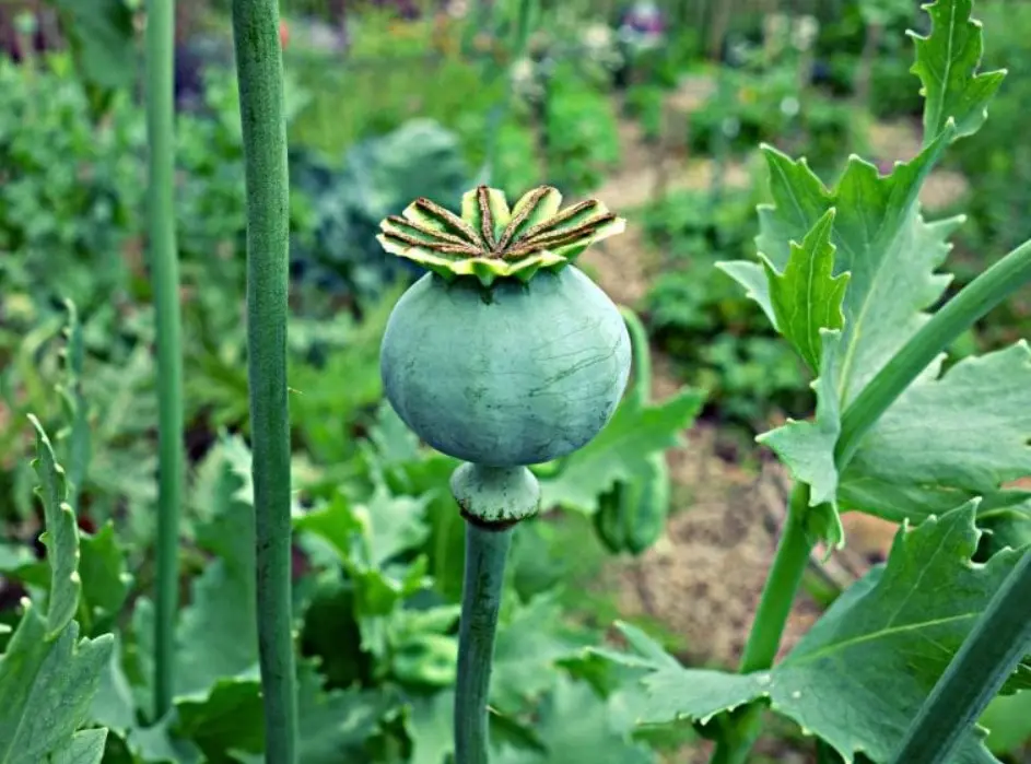 Cây thuốc phiện tươi dùng để ngâm rượu