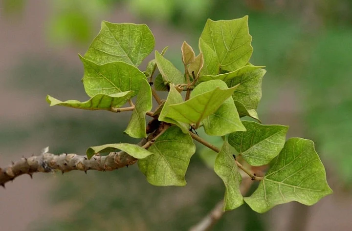 Chữa bệnh trĩ bằng lá vông