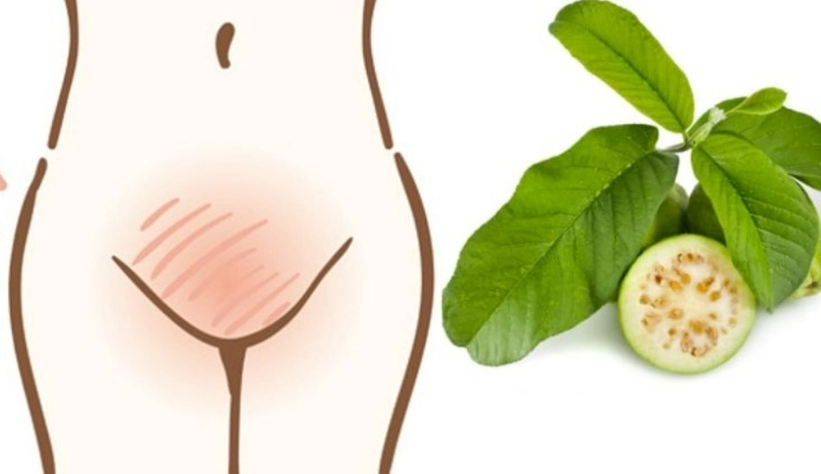 Chữa bệnh viêm âm đạo bằng lá ổi