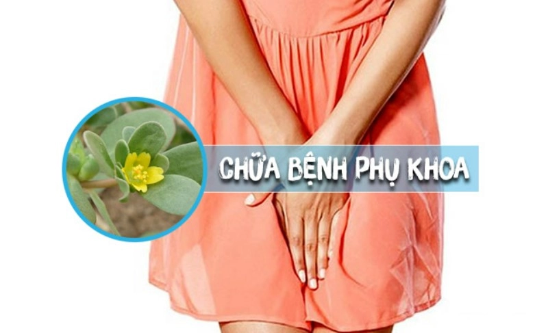 Chữa viêm âm đạo bằng rau sam