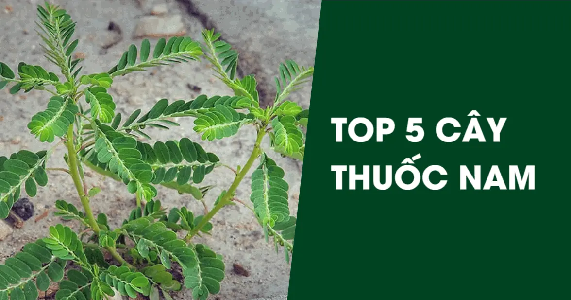 Có bao nhiêu loại cây thuốc chữa gan nhiễm mỡ?