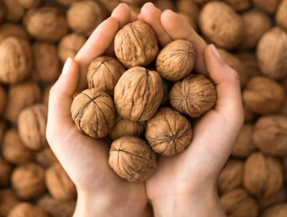 Cây óc chó thuốc nam có tác dụng chữa bệnh gút