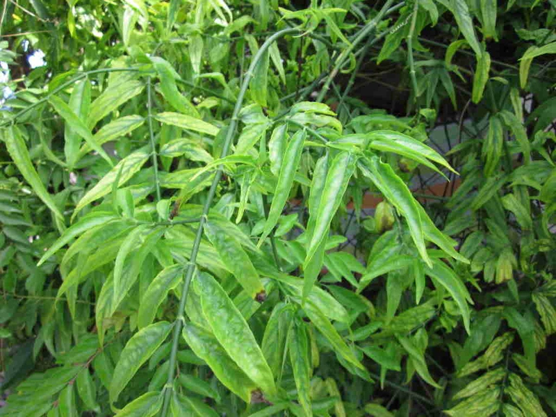 Cây bìm bịp chữa bệnh đau xương khớp