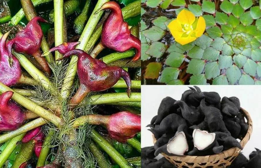Củ ấu nước