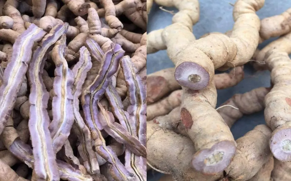 Cây ba kích chữa bệnh gút
