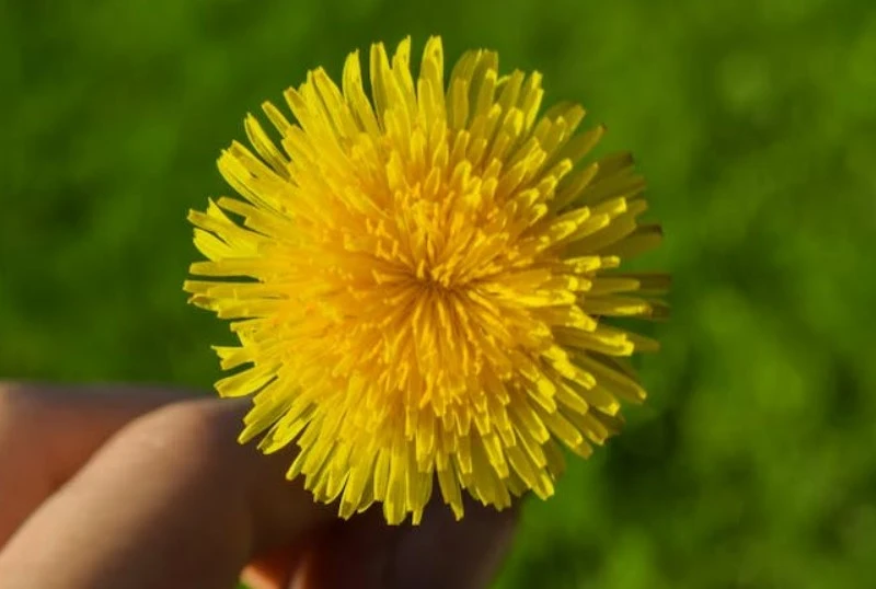 Đặc điểm cây thuốc bồ công anh