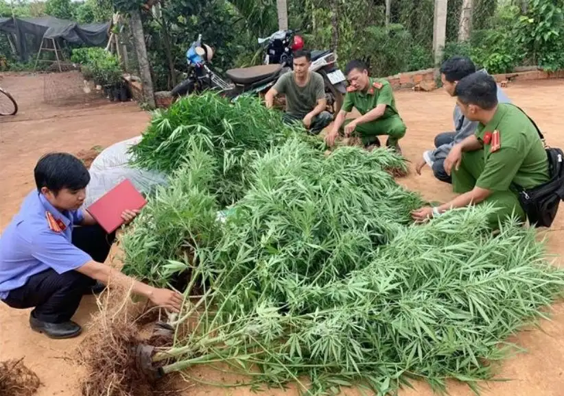 Dấu hiệu mặt khách thể của tội phạm trồng cây cần sa và cây thuốc phiện