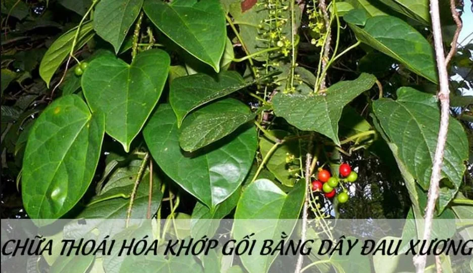 Dây đau xương chữa gai khớp gối