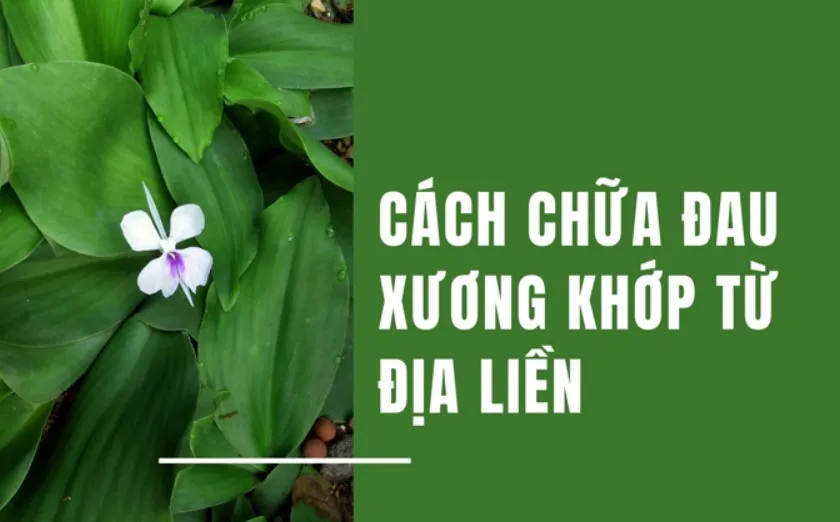 Địa liền chữa thoái hóa khớp gối