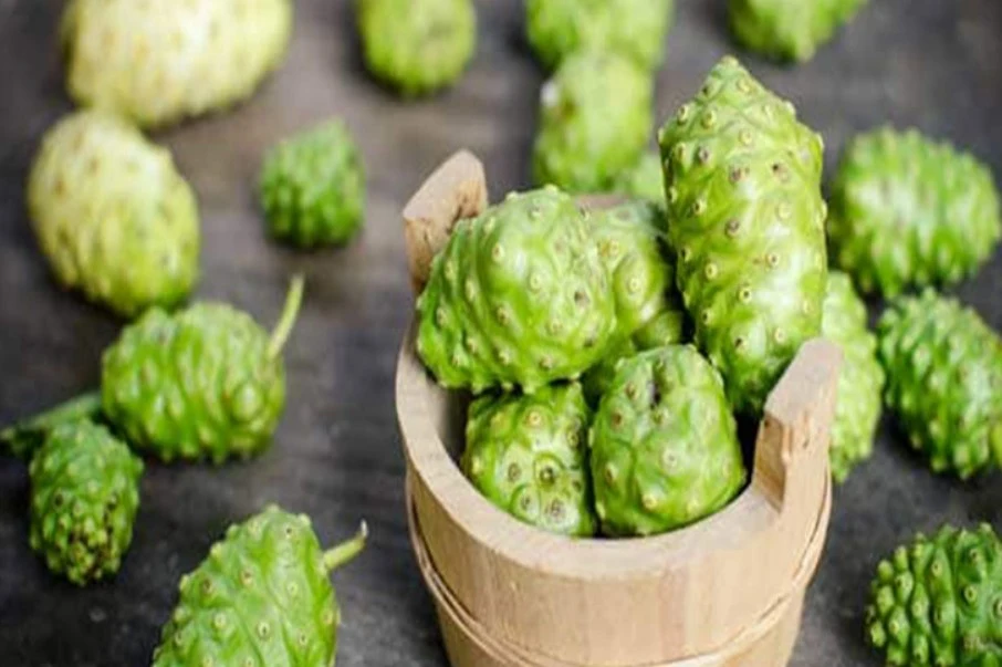 Điều trị thoái hóa cột sống bằng quả nhàu