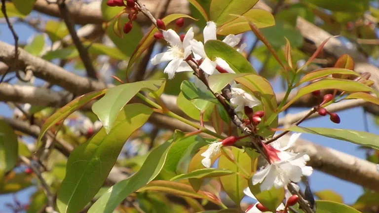 Đỏ ngọn- Cây thuốc chữa hở van tim