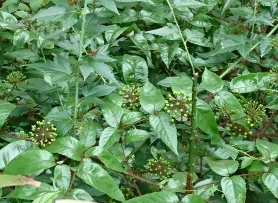 Đơn châu chấu – Cây thuốc nam trị gai khớp gối