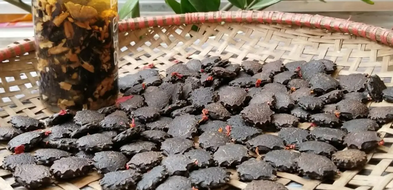 Hạt gấc giúp chữa gai khớp gối tại nhà