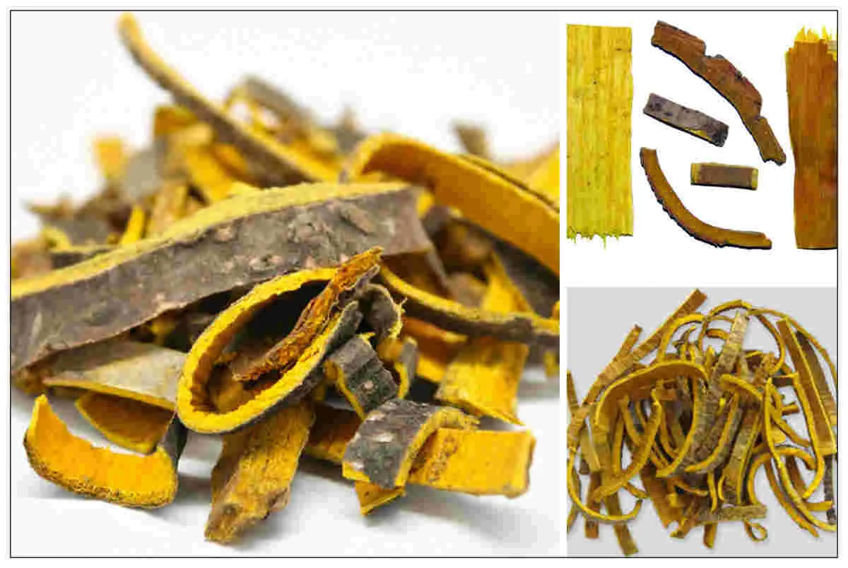 Hoàng bá - Những cây thuốc nam trị sỏi thận