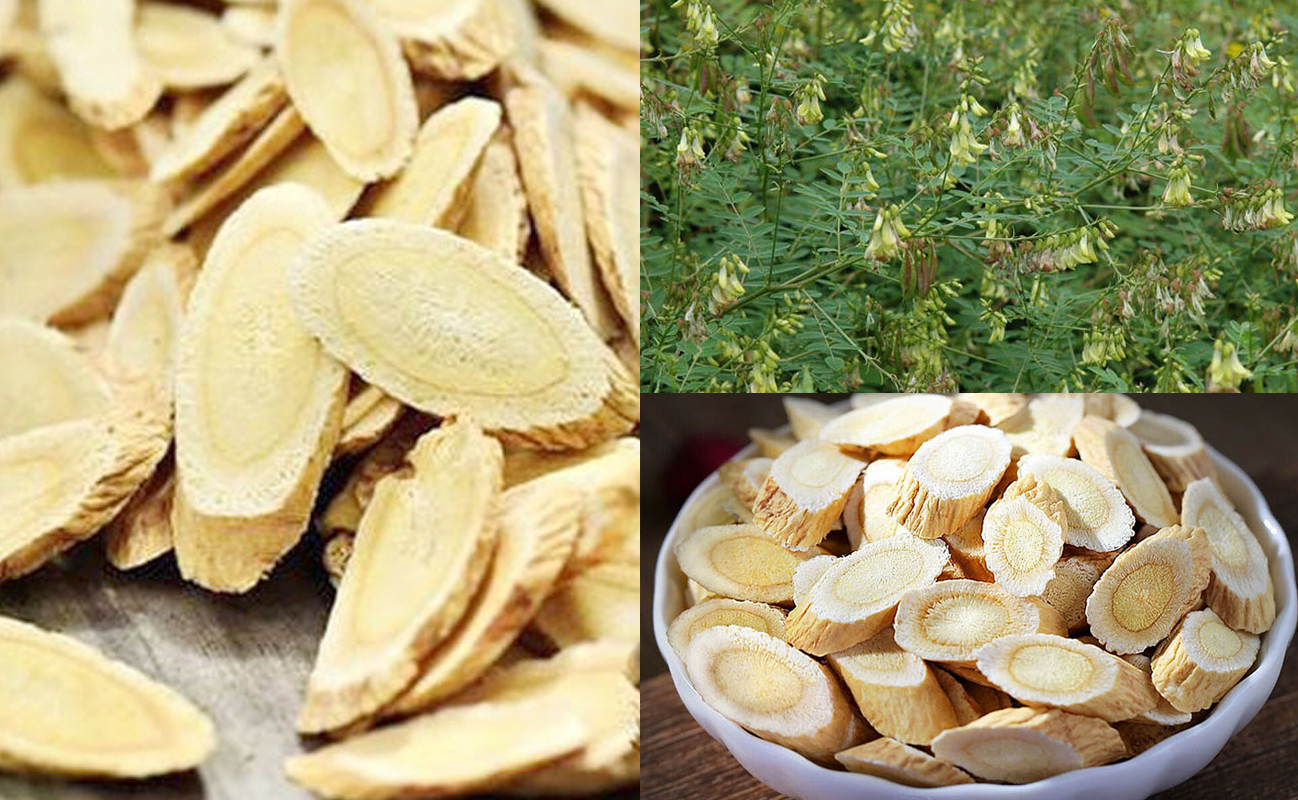 Hoàng kỳ - Cây thuốc chữa tắc vòi trứng