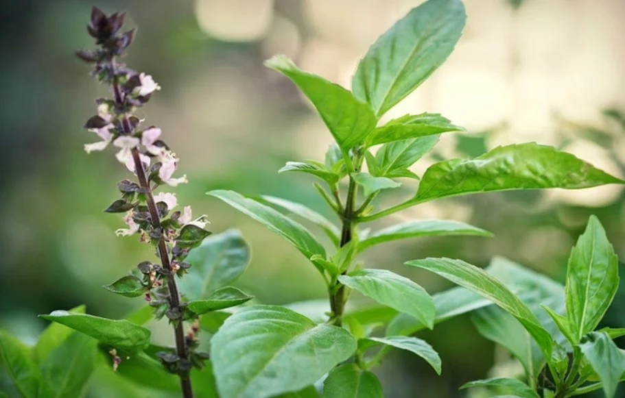 Húng quế - Những cây thuốc nam chữa bệnh phụ khoa