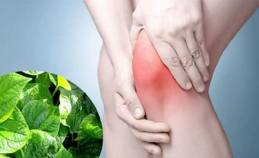 Lá lốt -Cây thuốc nam trị gai khớp gối