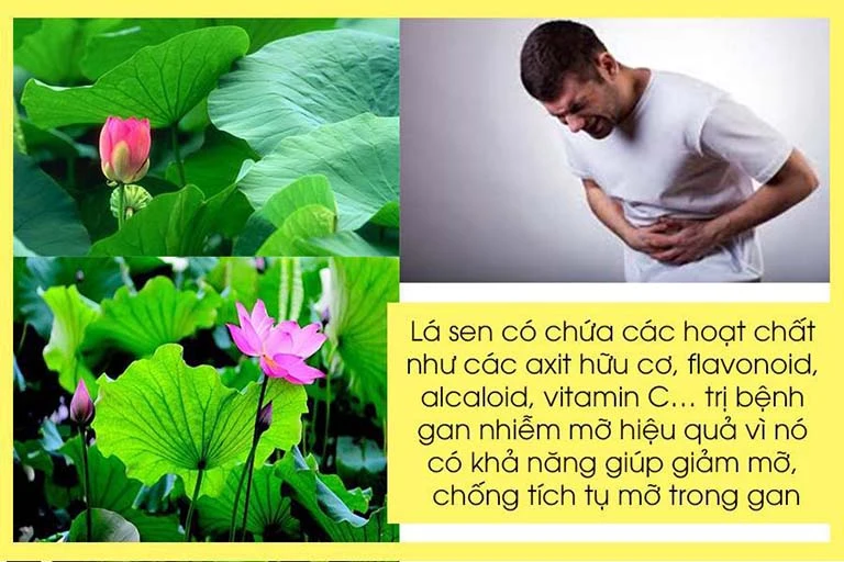Lá sen chữa gan nhiễm mỡ