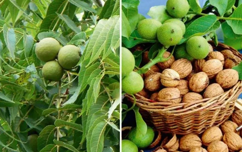 Ai cũng có thể sử dụng quả óc chó để chữa bệnh