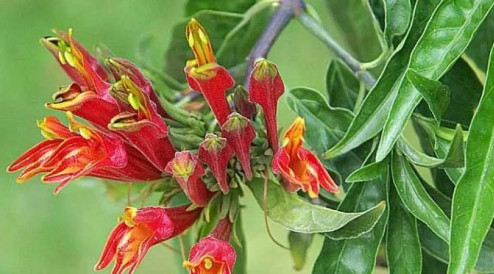 Dùng cho những người đang điều trị ung thư giai đoạn đầu.