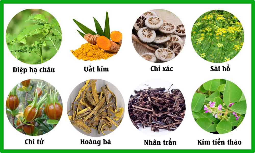 Tổng hợp cây thuốc nam trị sỏi mật