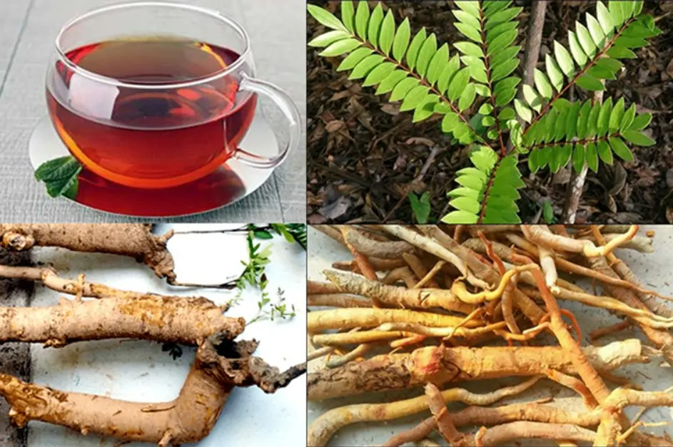 Nhóm cây thuốc chữa bệnh yếu sinh lý, liệt dương ở nam giới