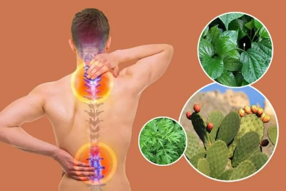 Những lưu ý khi điều trị bằng cây thuốc nam trị thoái hóa cột sống