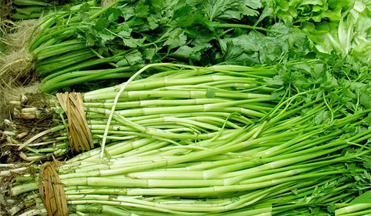 Rau cần chữa gan nhiễm mỡ