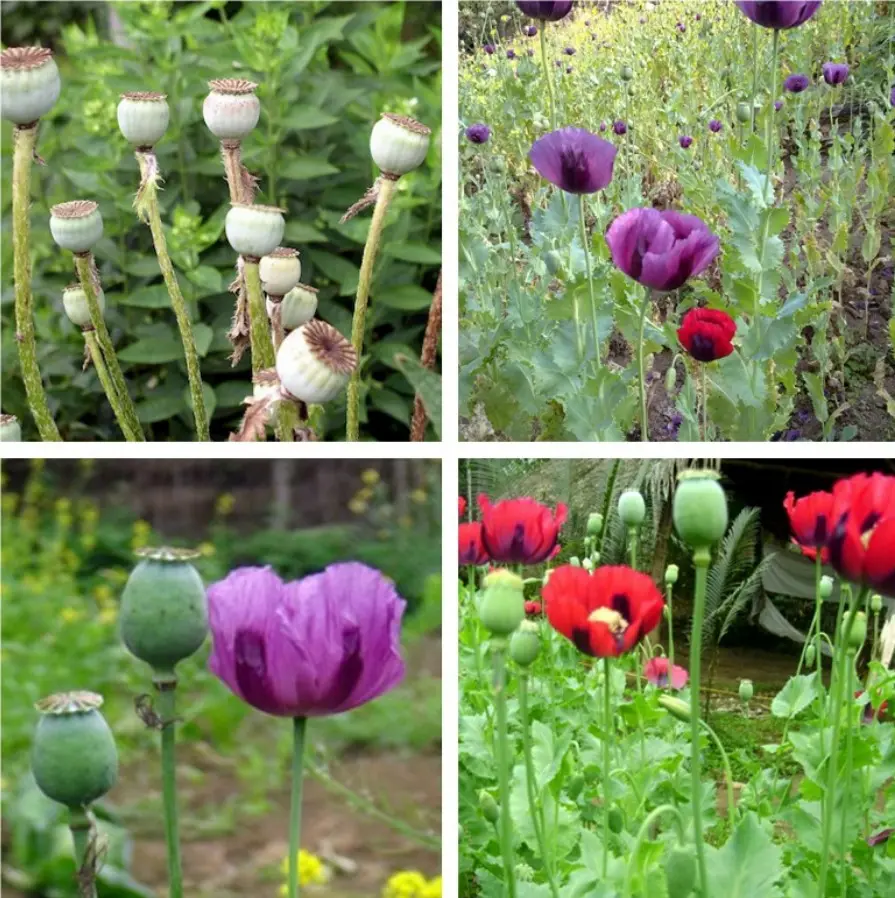 Rượu cây thuốc phiện có ảnh hưởng gì đến sức khỏe