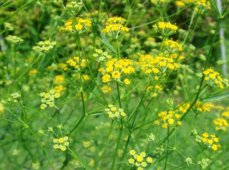 Sài hồ giúp chống viêm, kháng virus