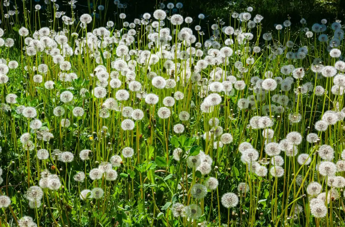 Tác dụng bất ngờ của cây thuốc bồ công anh