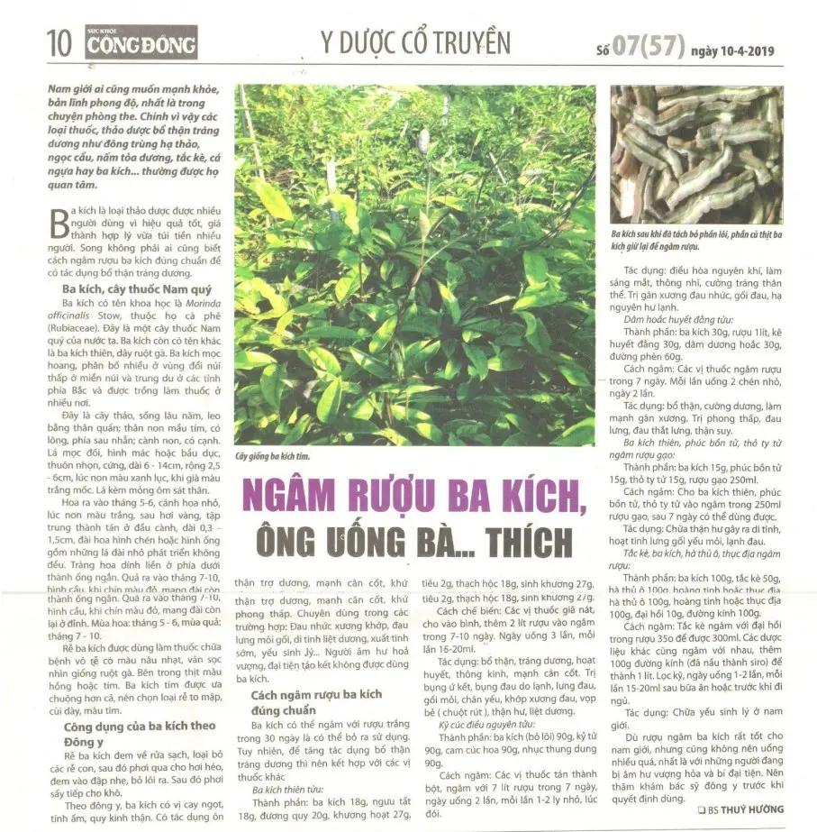 Tác dụng dược lý và công dụng cây ba kích