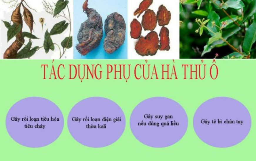 Tác dụng dược lý và công dụng hà thủ ô đỏ