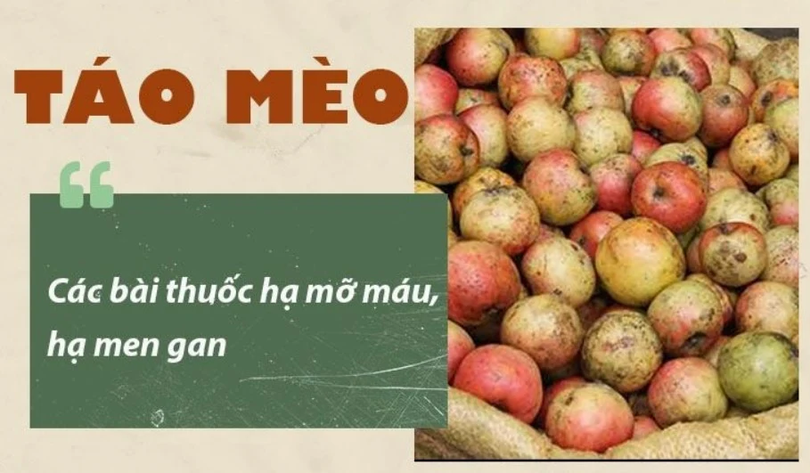 Táo mèo