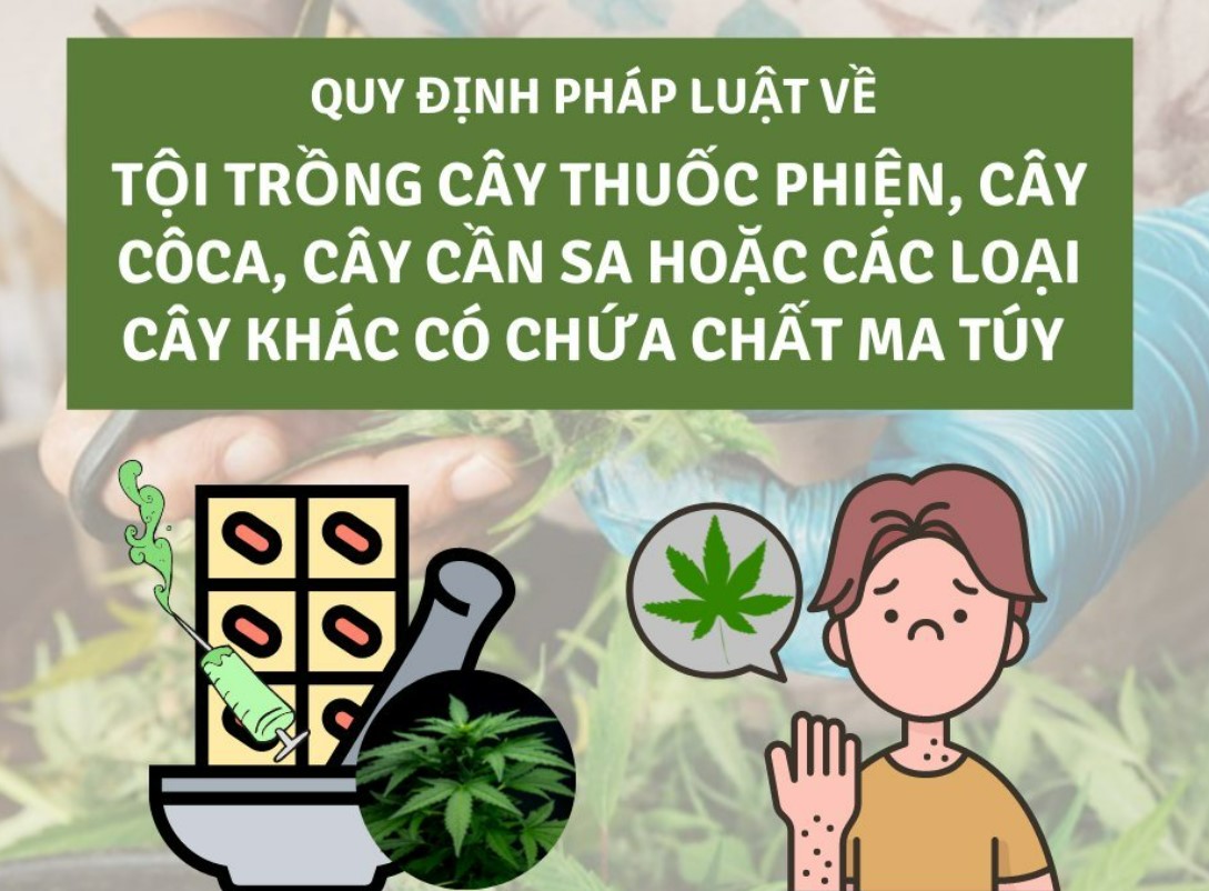 Thế nào là tội trồng cây thuốc phiện, cây cần sa có chứa chất ma túy