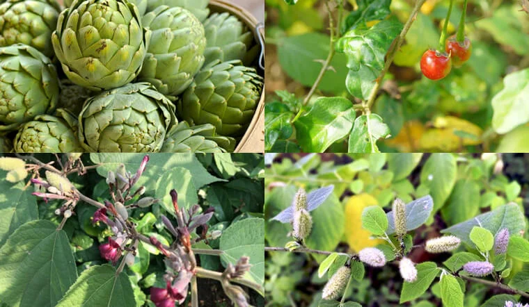 Cây thuốc nam chữa bệnh gan nhiễm mỡ rất tốt