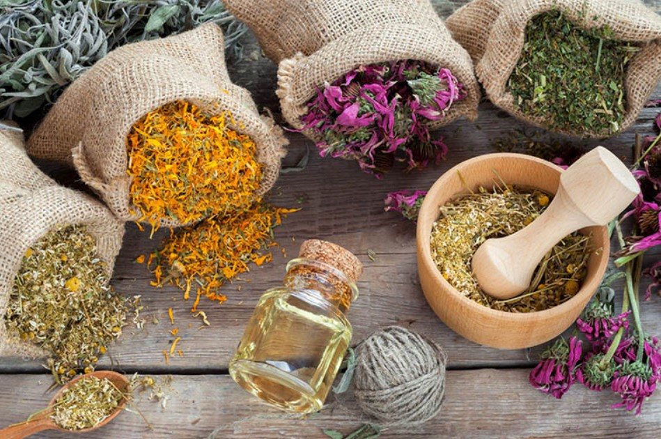 Thuốc Nam có hiệu quả trong điều trị thoái hóa khớp gối