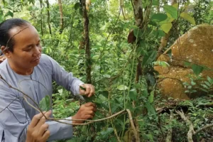 Tổng hợp các loại cây thuốc quý trong rừng ở Việt Nam