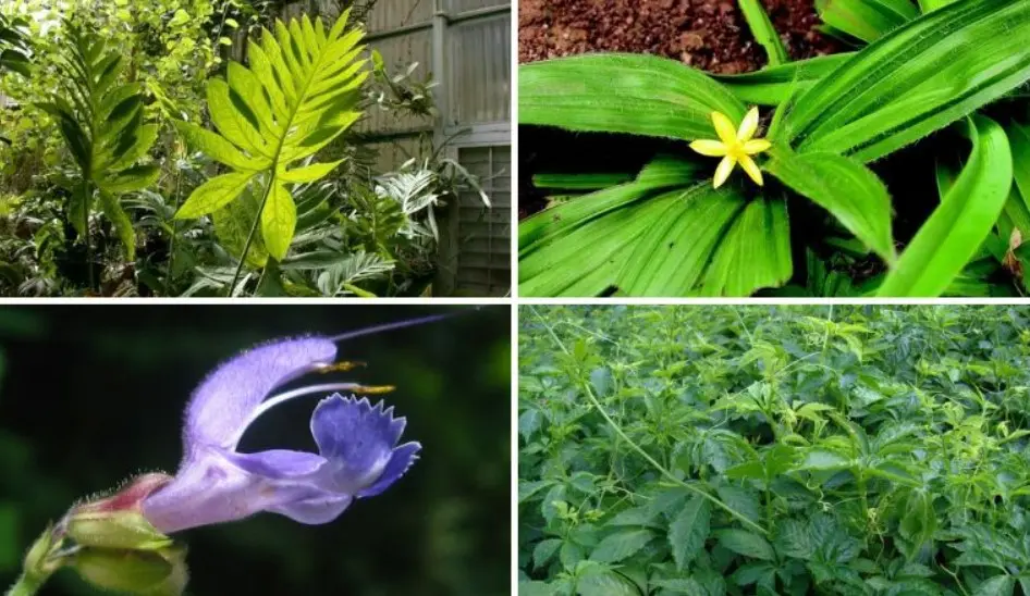 Tổng quan về các loại cây thuốc quý hiếm