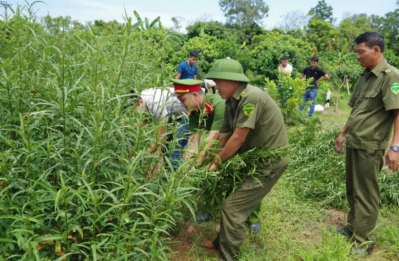 Trồng cây cần sa và cây thuốc phiện bị bắt