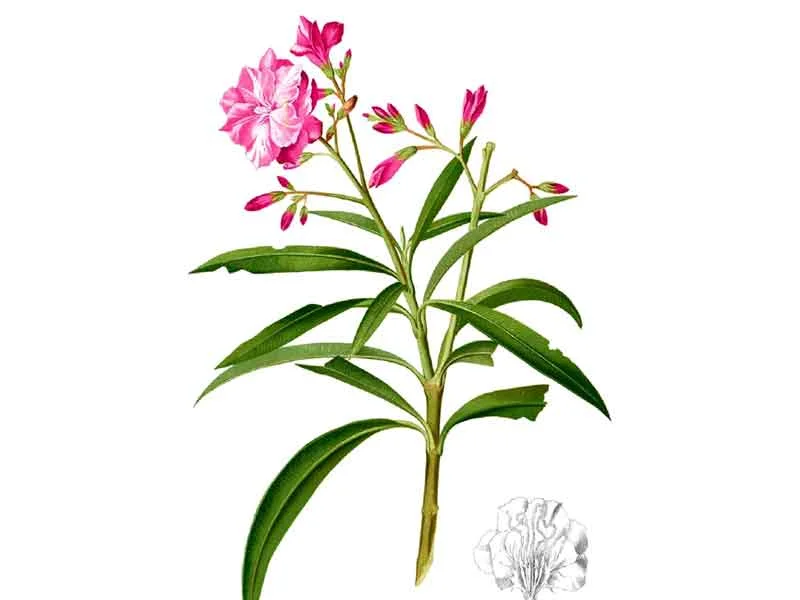 Trúc Đào – Tăng cường lực co bóp của cơ tim