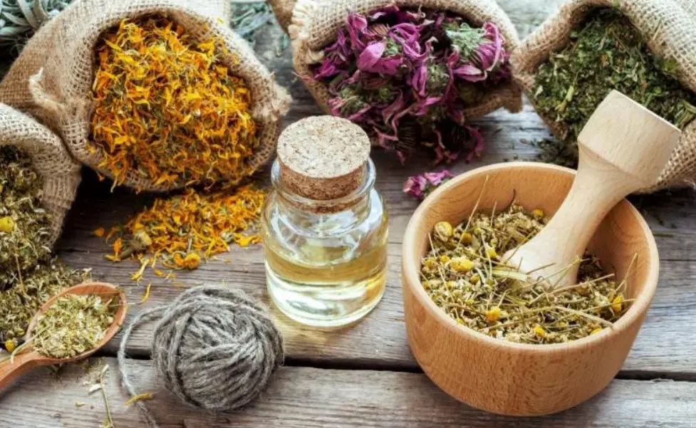 Ưu, nhược điểm khi sử dụng cây thuốc nam chữa gan nhiễm mỡ