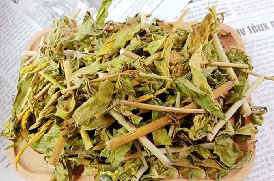 Cây bìm bịp xao khô sắc nước uống hàng ngày