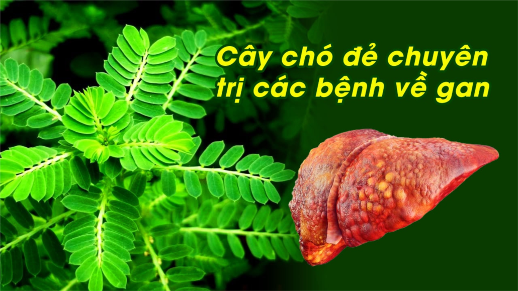 Cây chó đẻ trị xơ gan