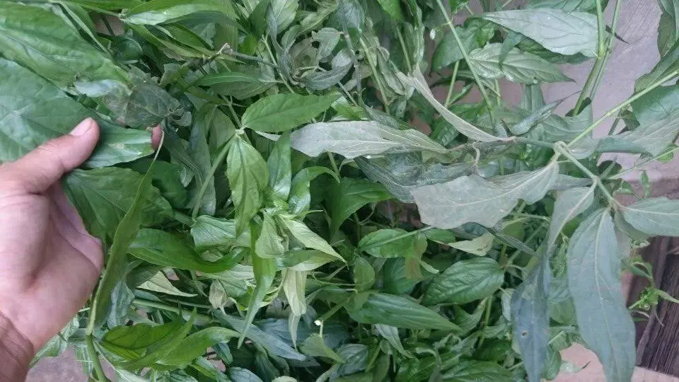 cây xương khỉ - cây thuốc quý điều trị ưng thư