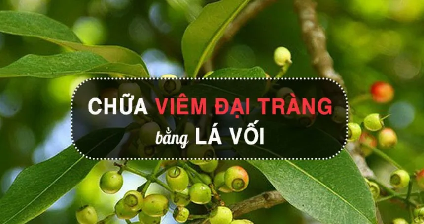 Lá ổi chữa đại tràng