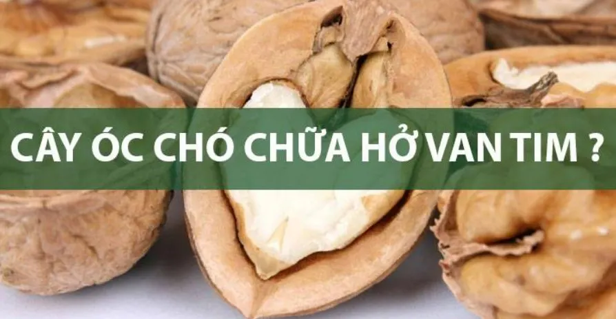quả óc chó chữa bệnh hở van tim