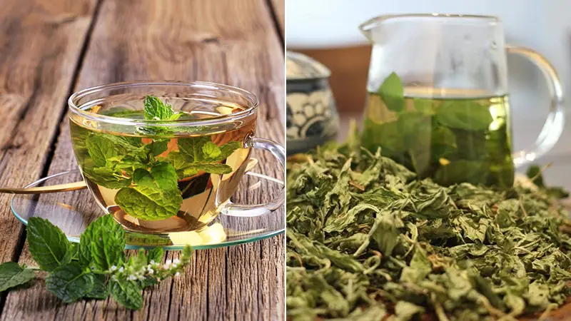 Bạc hà giảm cân