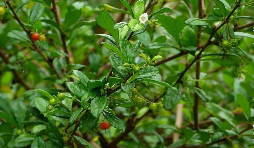 Cây bùm sụm chữa bệnh bướu cổ